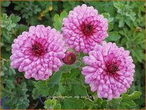 Chrysanthemum &#39;Mei-kyo&#39;