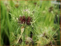 Allium 'Hair'