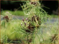 Allium 'Hair'