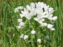 Allium neapolitanum