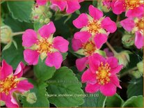 Fragaria &#39;Stickbolwi&#39; (&#39;Lipstick&#39;)