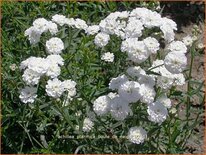 Achillea ptarmica 'Boule de Neige'