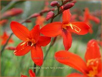 Crocosmia 'Twilight Fairy Crimson'