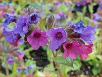 Pulmonaria 'Victorian Brooch'