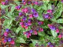 Pulmonaria 'Victorian Brooch'