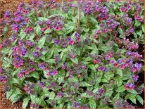 Pulmonaria 'Victorian Brooch'