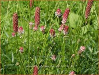 Sanguisorba officinalis &#39;Rock and Roll&#39;