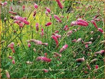 Sanguisorba tenuifolia &#39;Purpurea&#39;