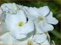 Phlox &#39;Sweet Summer Snow&#39;