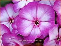 Phlox &#39;Sweet Summer Fantasy&#39;