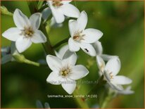 Lysimachia 'Snow Candle'