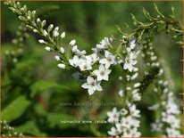 Lysimachia 'Snow Candle'