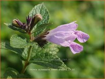 Nepeta subsessilis 'Sweet Dreams'