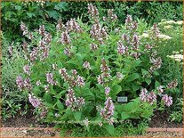 Nepeta subsessilis 'Sweet Dreams'