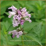 Nepeta subsessilis 'Sweet Dreams'