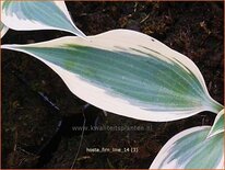 Hosta 'Firn Line'