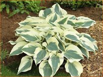 Hosta 'Firn Line'