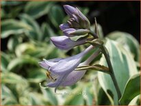 Hosta 'Firn Line'