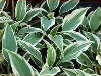 Hosta 'Firn Line'