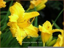 Hemerocallis 'Bakabana'