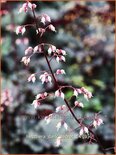 Heuchera &#39;Dark Secret&#39;