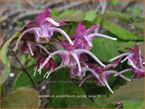 Epimedium grandiflorum 'Purple Pixie'