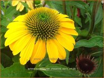 Echinacea purpurea &#39;Cheyenne Spirit&#39;