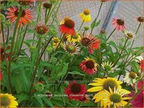 Echinacea purpurea &#39;Cheyenne Spirit&#39;