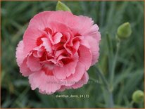 Dianthus &#39;Doris&#39;