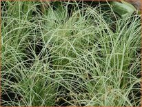 Carex comans 'Frosted Curls'