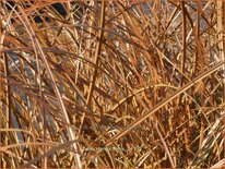 Carex tenuiculmis