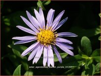 Aster ageratoides &#39;Eleven Purple&#39;