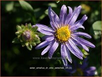 Aster amellus 'Dr Otto Petschek'