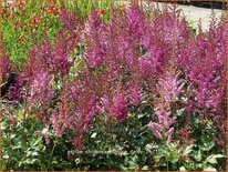 Astilbe chinensis &#39;Maggie Daley&#39;