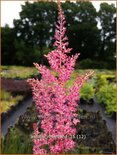 Astilbe &#39;Rheinland&#39;