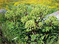 Angelica archangelica