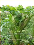 Angelica archangelica