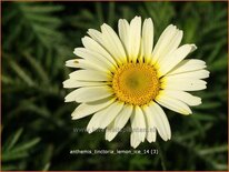 Anthemis tinctoria &#39;Lemon Ice&#39;