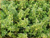 Thymus citriodorus &#39;Lemon Variegated&#39;