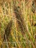 Pennisetum alopecuroides &#39;Red Head&#39;