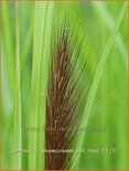 Pennisetum alopecuroides &#39;Red Head&#39;