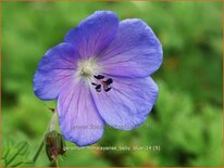 Geranium himalayense 'Baby Blue'