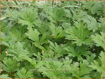 Geranium himalayense 'Baby Blue'