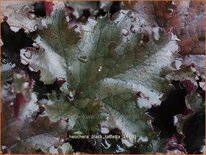 Heuchera &#39;Black Taffetta&#39;