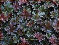 Heuchera &#39;Black Taffetta&#39;