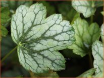 Heuchera &#39;Venus&#39;