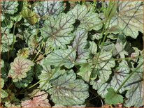 Heuchera &#39;Venus&#39;