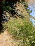 Miscanthus sinensis