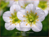 Saxifraga cespitosa 'Findling'