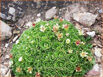 Saxifraga cespitosa 'Findling'